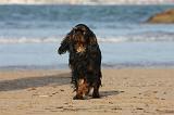 KING CHARLES SPANIEL 082